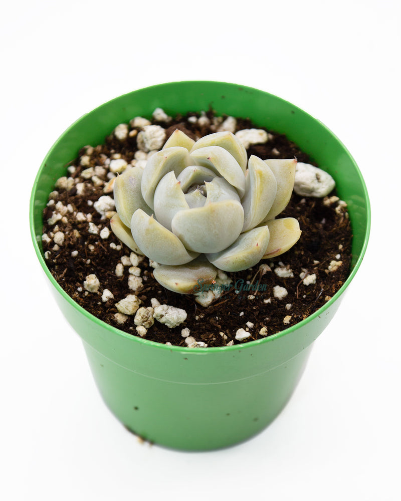 Echeveria 'Snow Bunny'