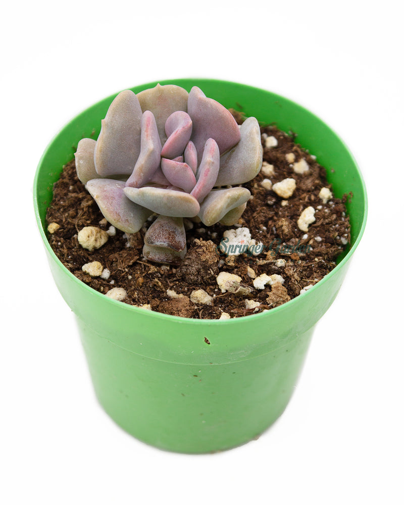 xGraptoveria Topsy Debbie x Echeveria runyonii 'Topsy Turvy' snow elf