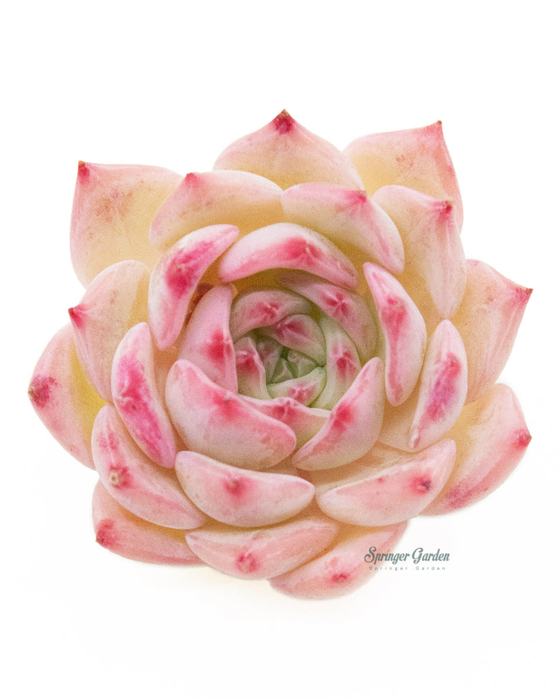 Echeveria Agavoides Maria Toronto's 5-star Bestseller nursery store selected local & Korean rare succulents; houseplants, indoor plants, selected handmade planters with a drainage hole, pots, bonsai pots, produced by ourselves, wholesale.