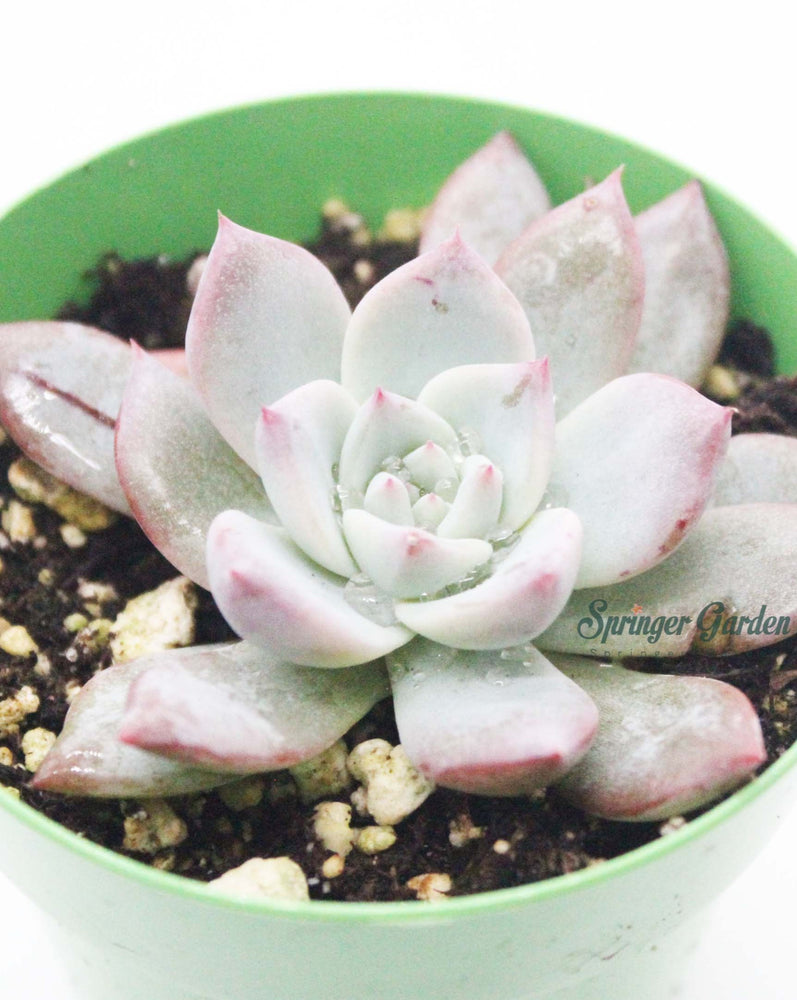 Echeveria ‘Blue Bird’