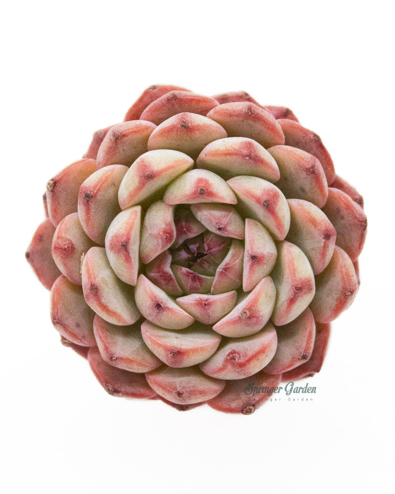 Echeveria Blue Minima Toronto's 5-star Bestseller nursery store selected local & Korean rare succulents; houseplants, indoor plants, selected handmade planters with a drainage hole, pots, bonsai pots, produced by ourselves, wholesale.