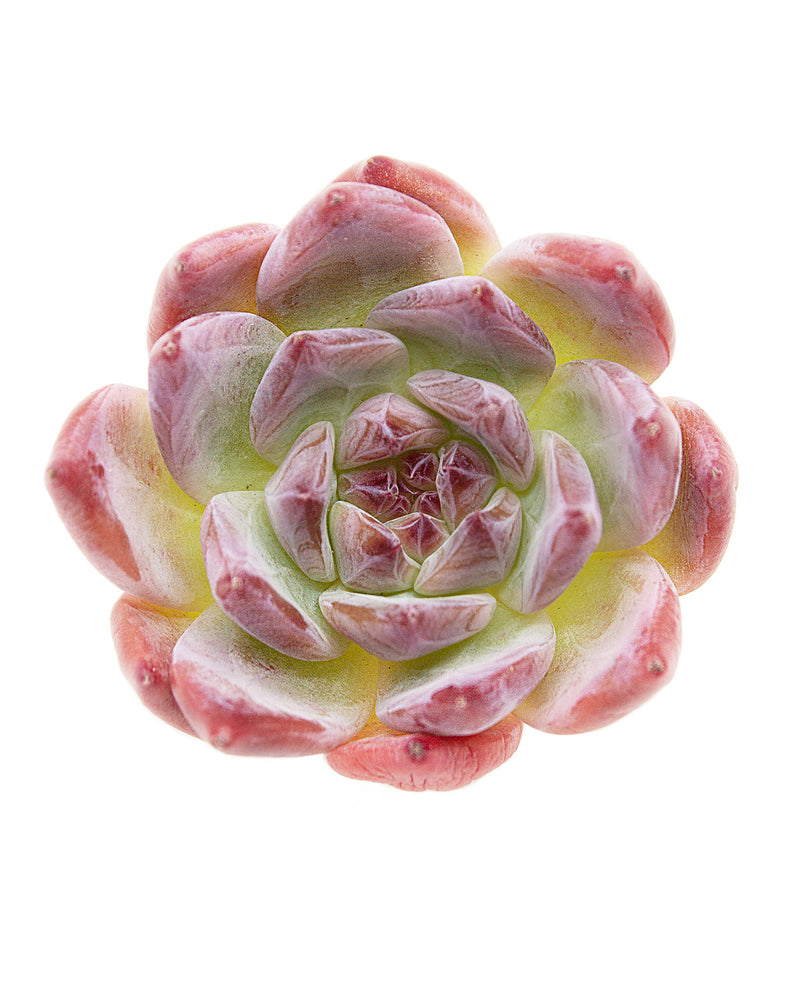 Echeveria Colorata