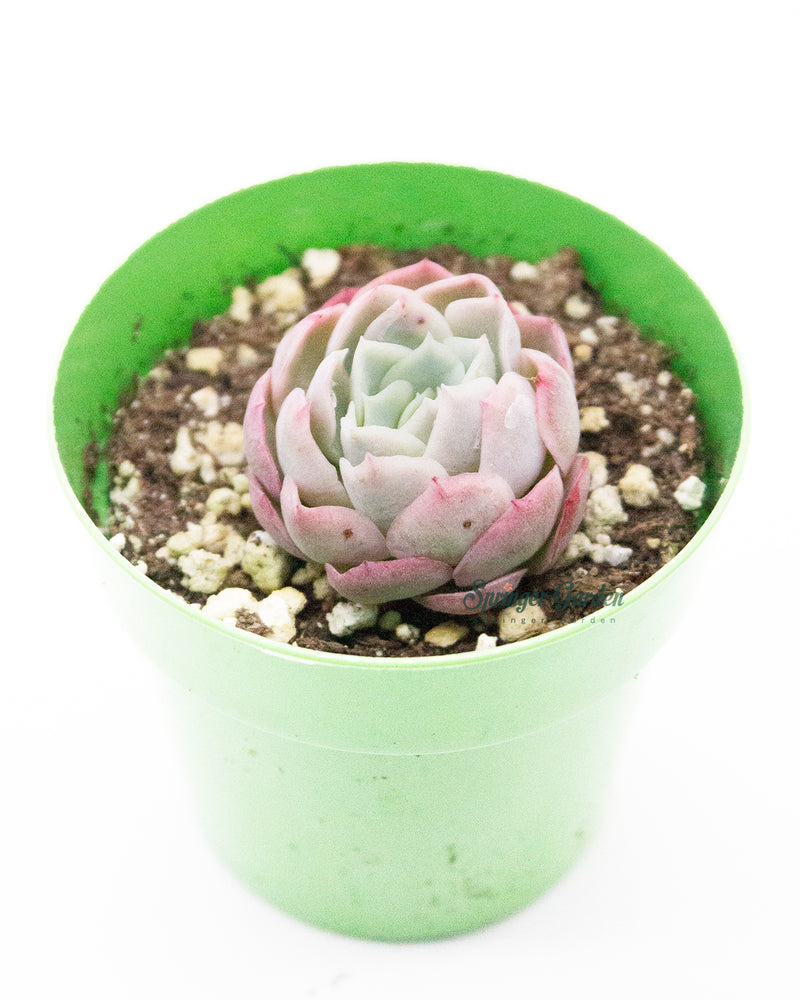 Echeveria Cream Berry