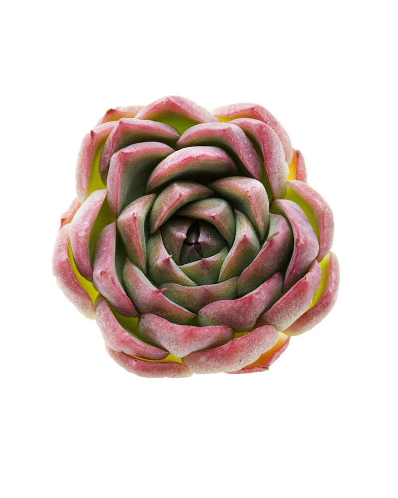 Echeveria Crystal