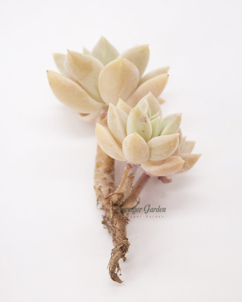 Echeveria cv. Ginguren Toronto's 5-star Bestseller nursery store selected local & Korean rare succulents; houseplants, indoor plants, selected handmade planters with a drainage hole, pots, bonsai pots, produced by ourselves, wholesale. Handmade/Glazed/Table Decor/Indoor Decor/Tabletop Planter