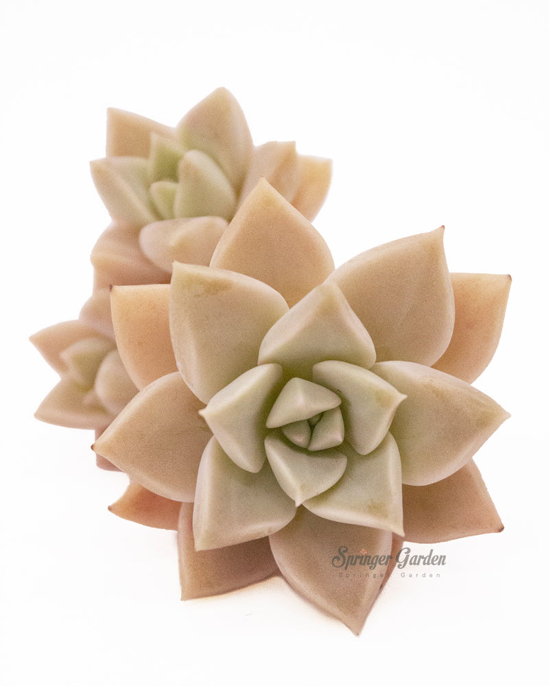 Echeveria cv. Ginguren