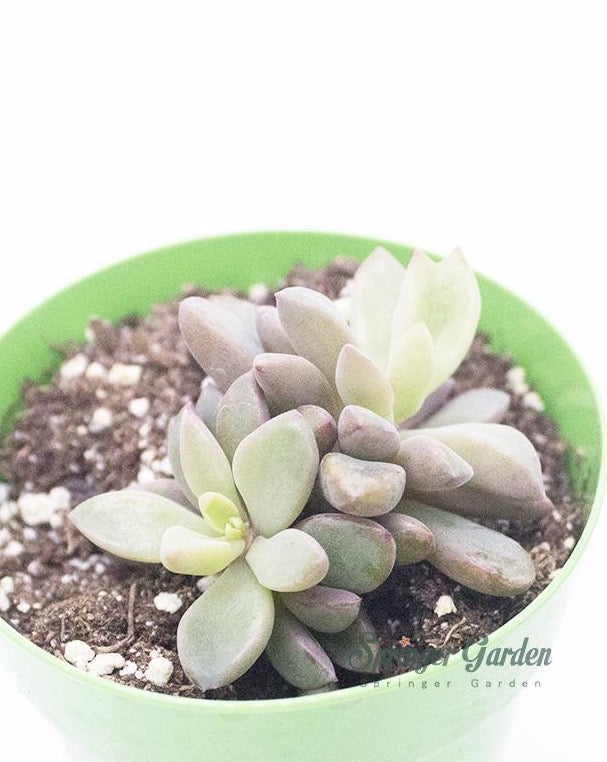 Echeveria cv. Rezry