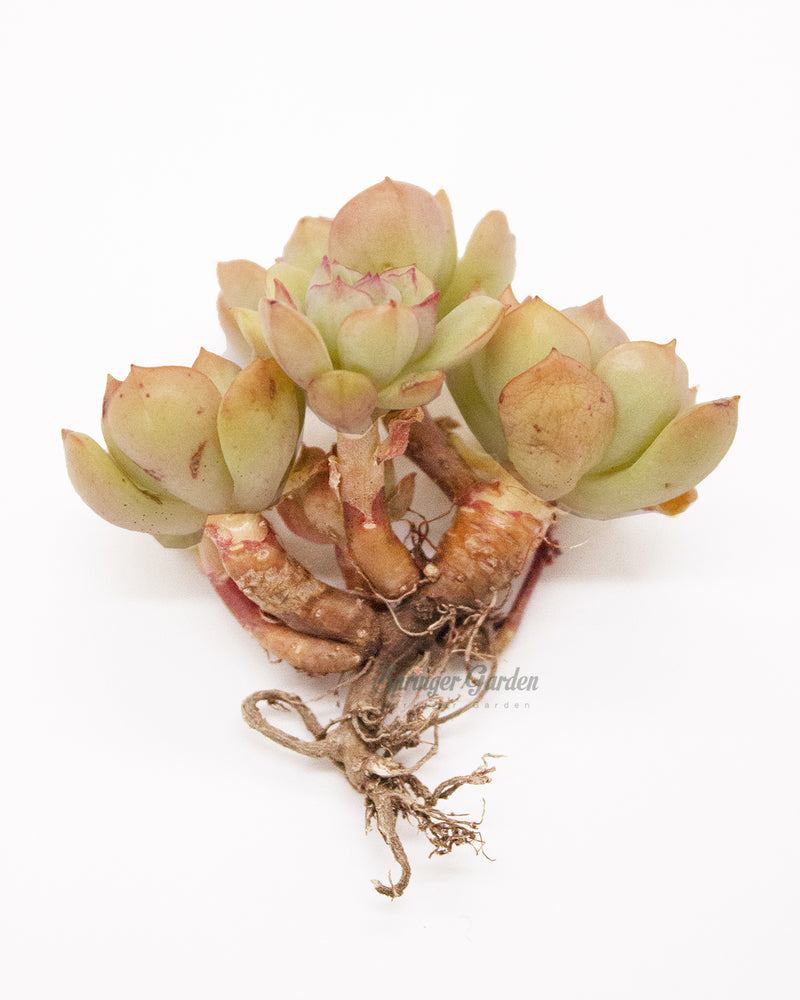 Echeveria cv. Victor Toronto's 5-star Bestseller nursery store selected local & Korean rare succulents; houseplants, indoor plants, selected handmade planters with a drainage hole, pots, bonsai pots, produced by ourselves, wholesale. Handmade/Glazed/Table Decor/Indoor Decor/Tabletop Planter