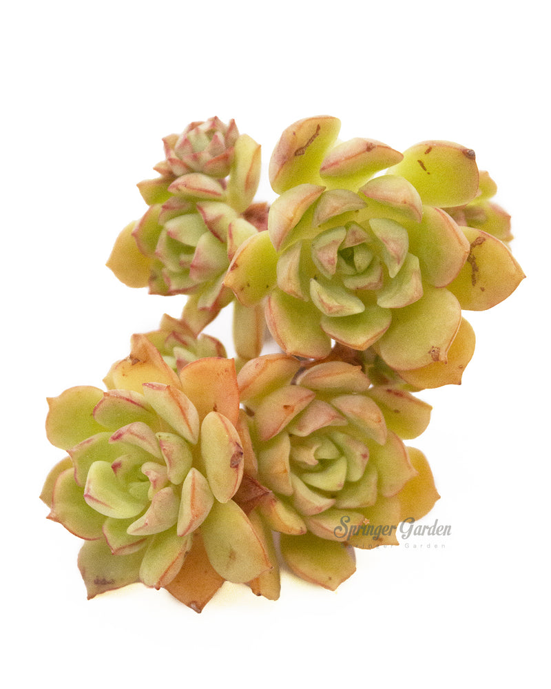Echeveria cv. Victor Toronto's 5-star Bestseller nursery store selected local & Korean rare succulents; houseplants, indoor plants, selected handmade planters with a drainage hole, pots, bonsai pots, produced by ourselves, wholesale. Handmade/Glazed/Table Decor/Indoor Decor/Tabletop Planter