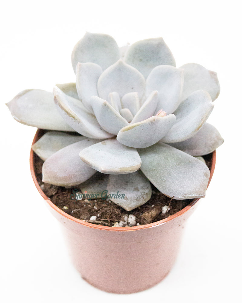 Echeveria Tiramisu