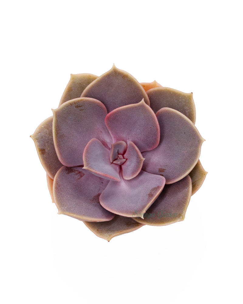 Echeveria cv Peale von Nurnberg