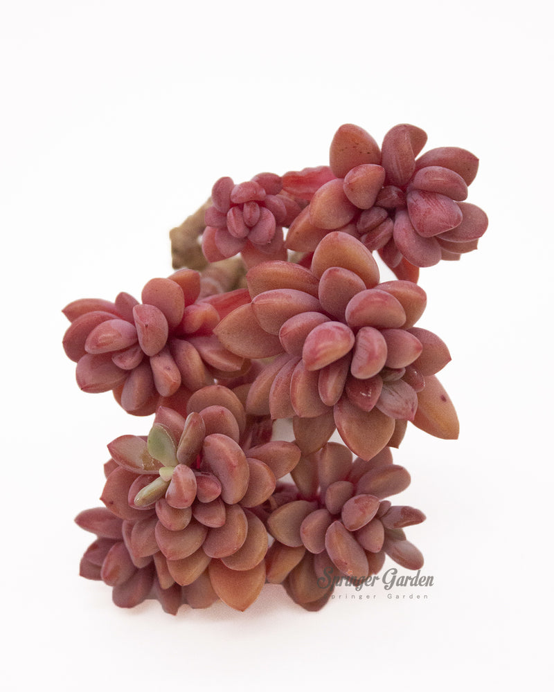 Echeveria cv Rezry Toronto's 5-star Bestseller nursery store selected local & Korean rare succulents; houseplants, indoor plants, selected handmade planters with a drainage hole, pots, bonsai pots, produced by ourselves, wholesale. Handmade/Glazed/Table Decor/Indoor Decor/Tabletop Planter