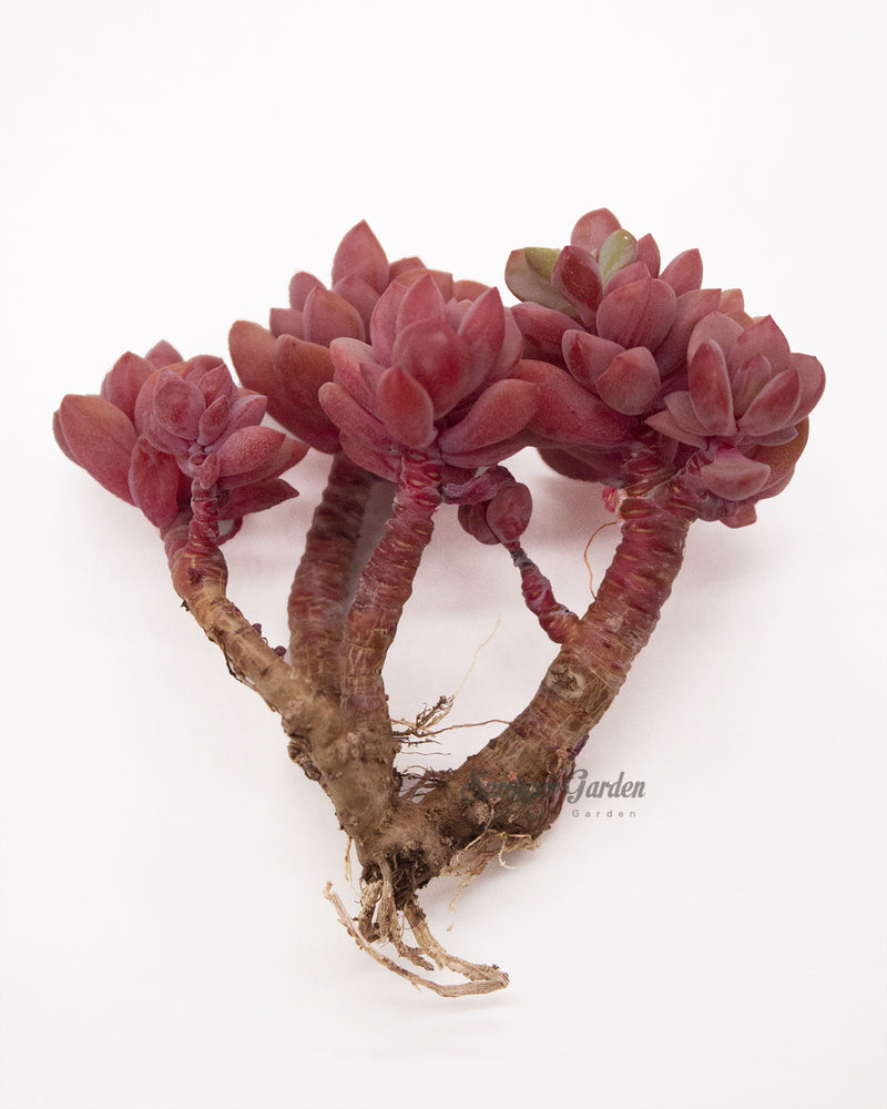 Echeveria cv Rezry Toronto's 5-star Bestseller nursery store selected local & Korean rare succulents; houseplants, indoor plants, selected handmade planters with a drainage hole, pots, bonsai pots, produced by ourselves, wholesale. Handmade/Glazed/Table Decor/Indoor Decor/Tabletop Planter