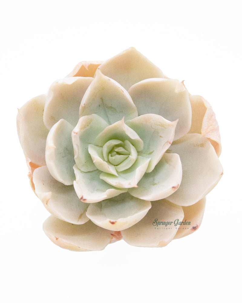 Echeveria Domingo