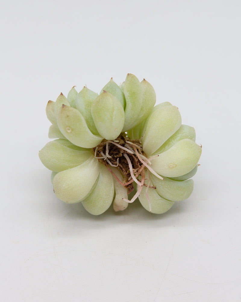 Echeveria Elegans Alba Mini