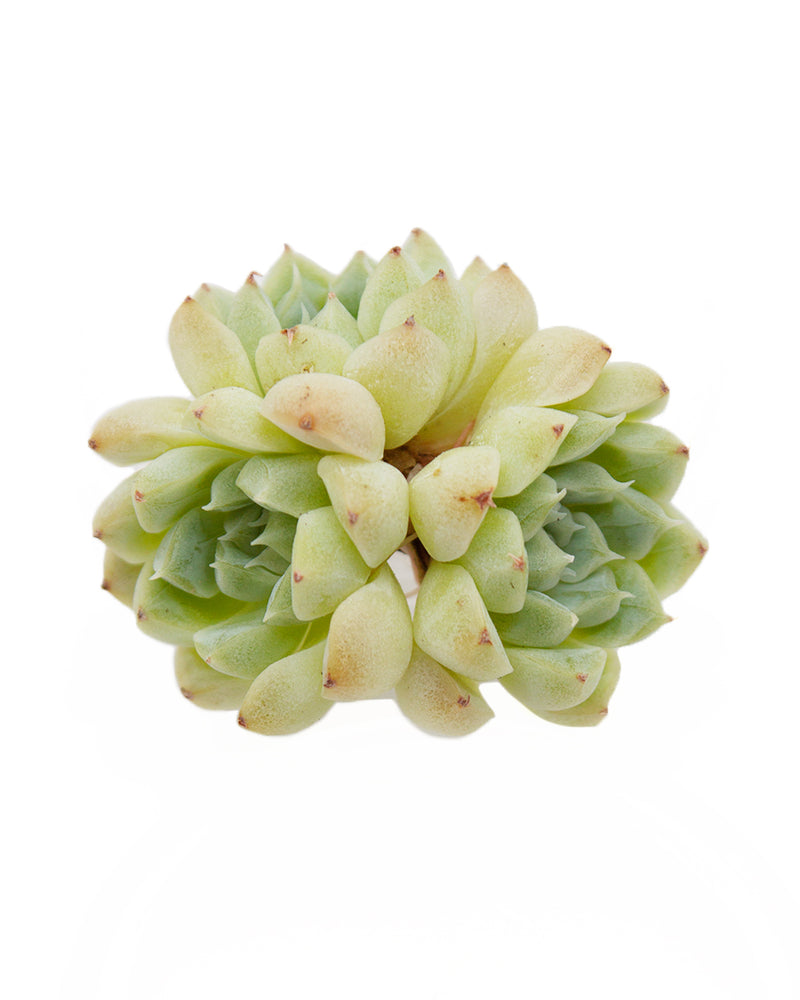 Echeveria Elegans Alba Mini