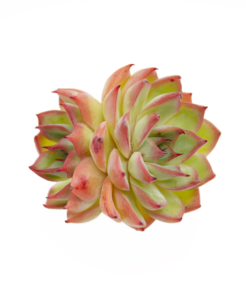 Echeveria Femme Fatale