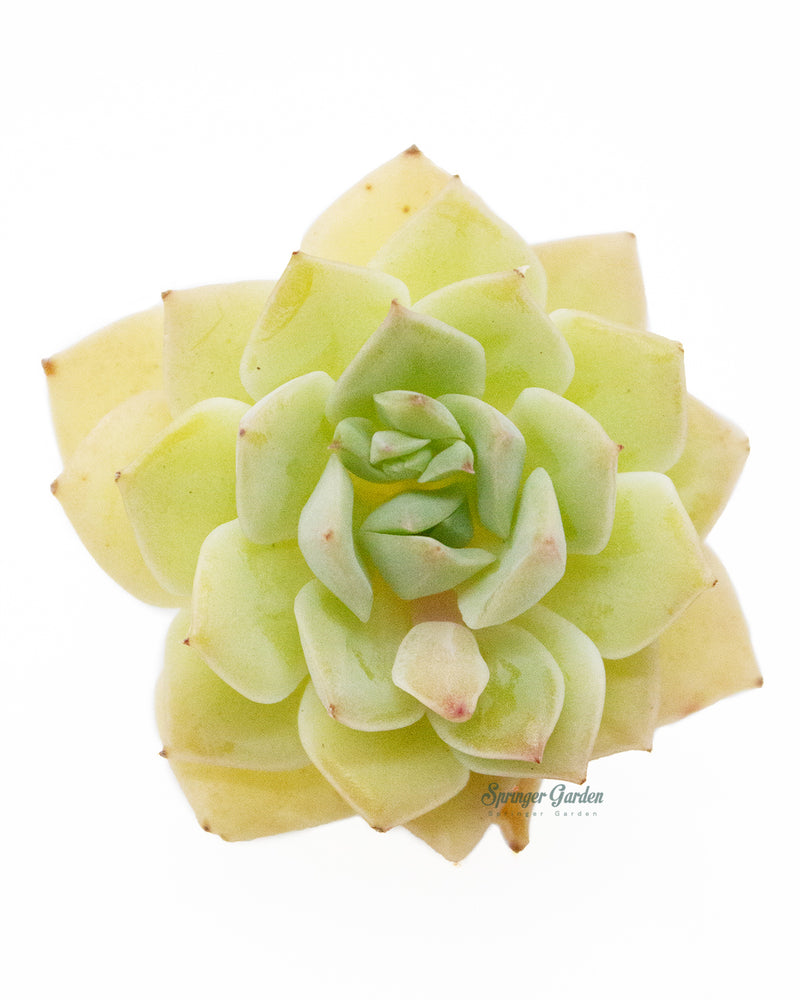 Echeveria Fun Queen
