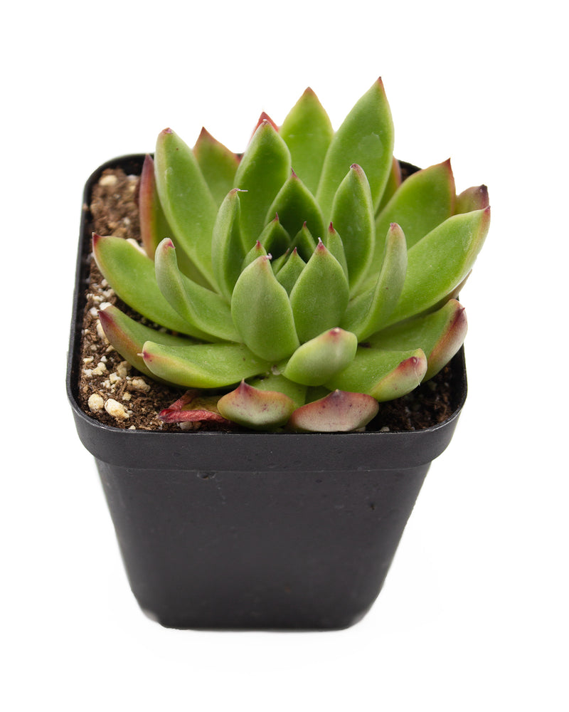Echeveria Agavoides 'Ebony' Variegated