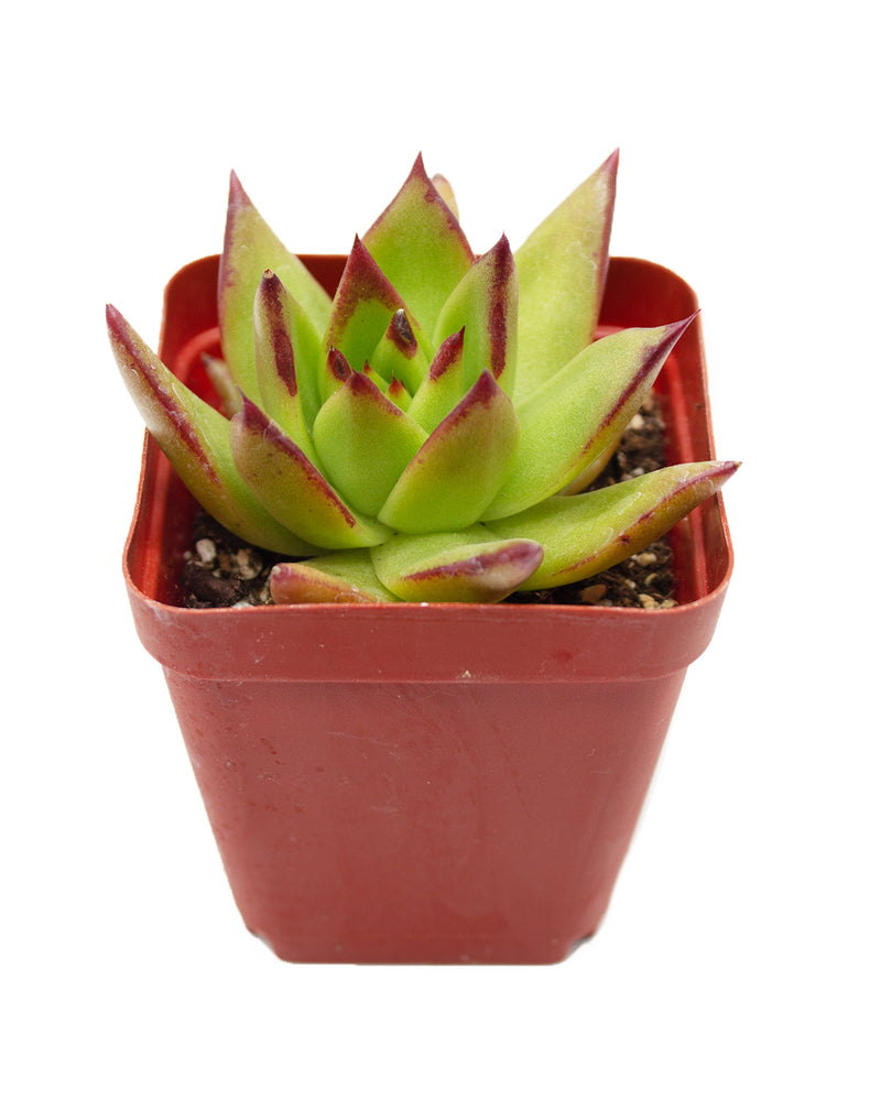 Echeveria Agavoides 'Ebony' Variegated