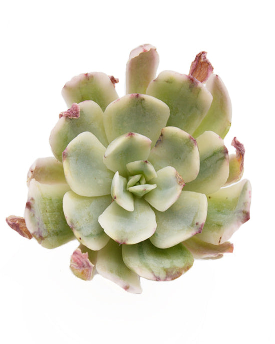 Echeveria Hoveyi Variegated
