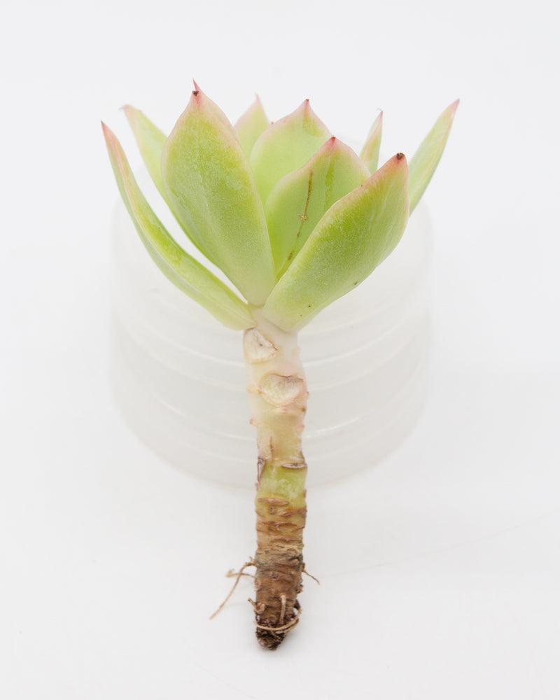 
                
                    Load image into Gallery viewer, Echeveria Joy
                
            