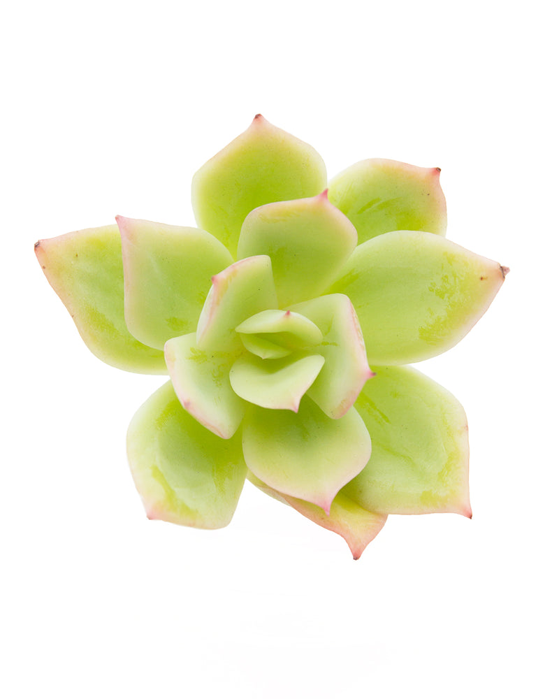 Echeveria Joy