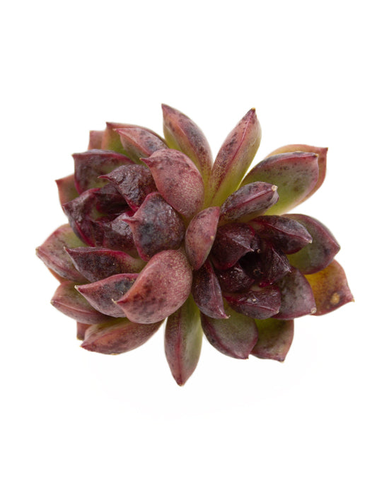 Echeveria Laui x Clavatum