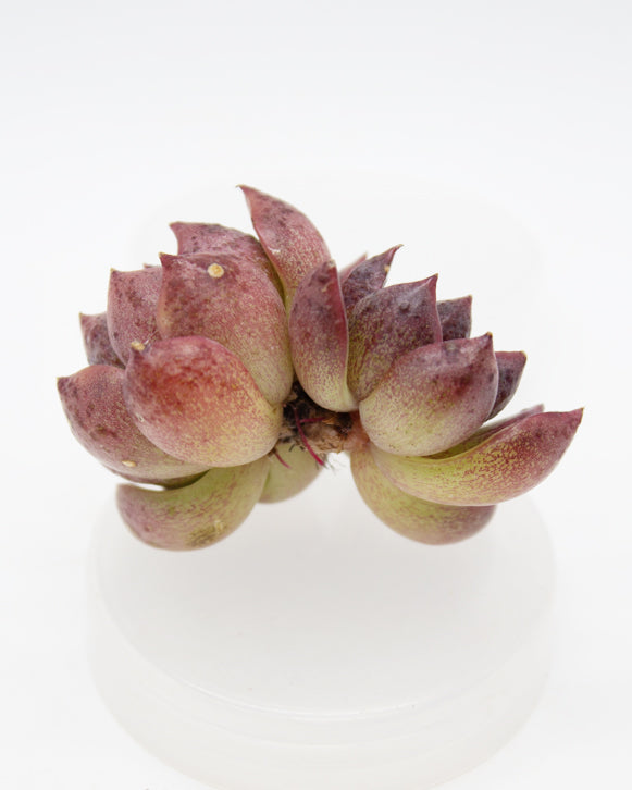 Echeveria Laui x Clavatum