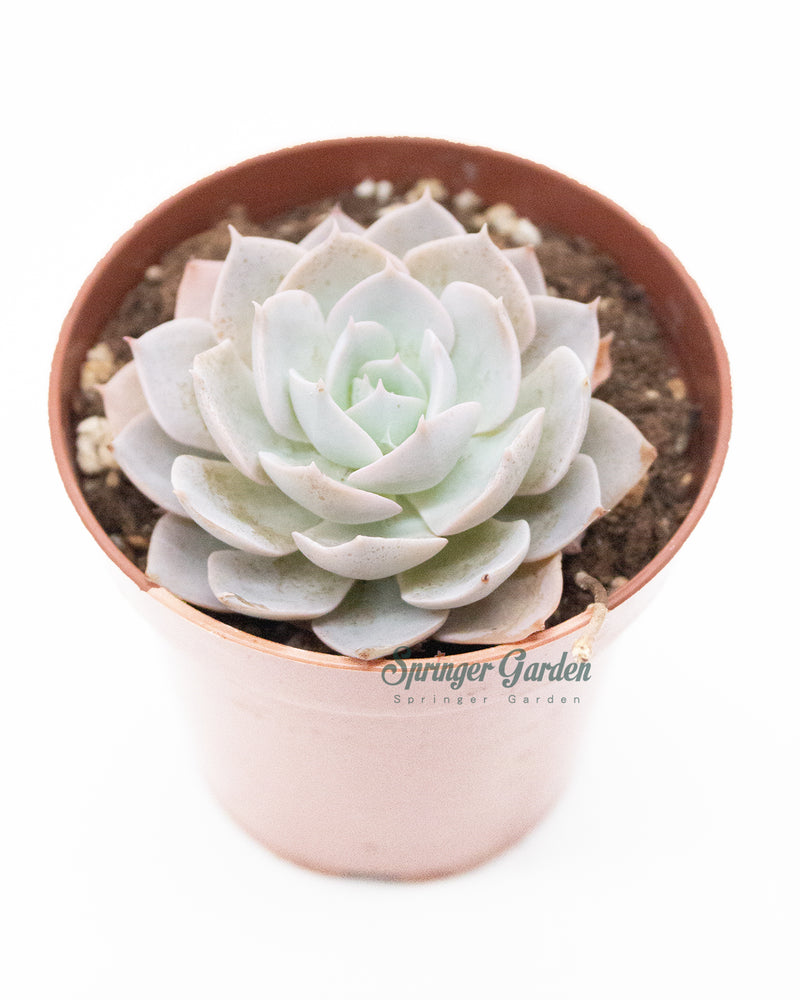 Echeveria Laui x Lindsayana