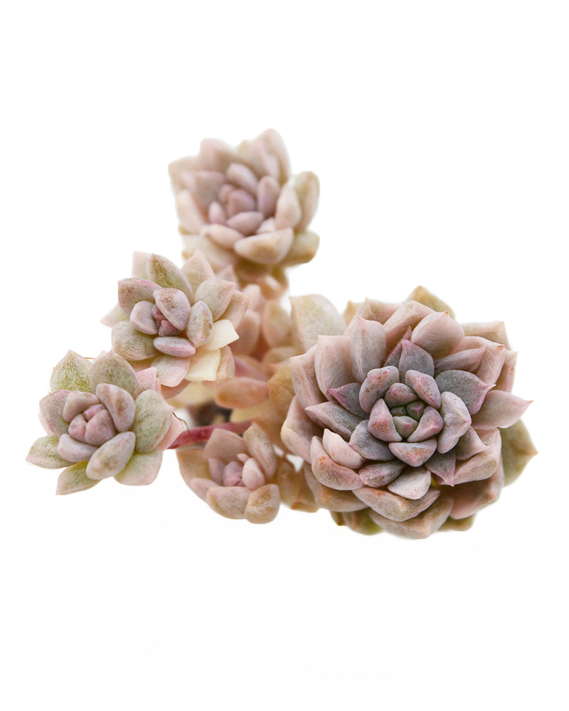 Echeveria Little Rose var.