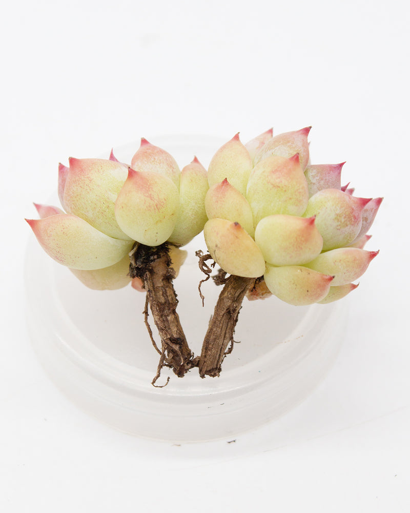 
                
                    Load image into Gallery viewer, Echeveria Agavoides Maria
                
            