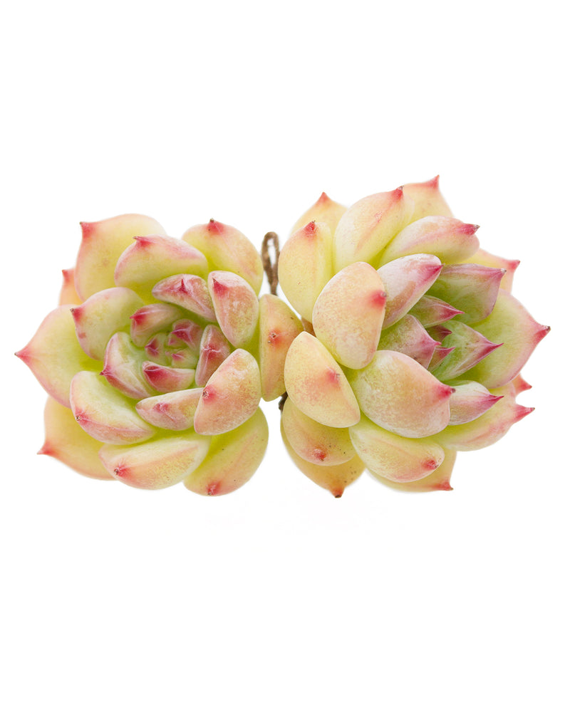 Echeveria Agavoides Maria