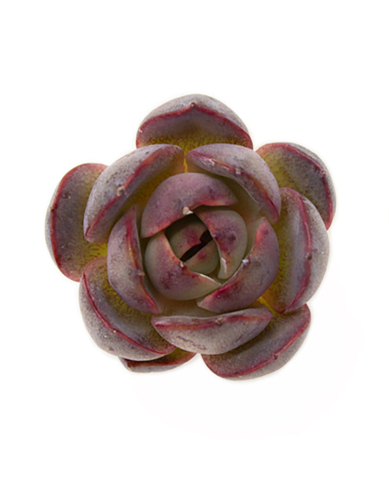 Echeveria Marinae