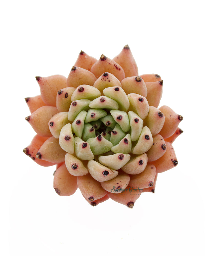 Echeveria Mexensis Zaragosa - Orange Green