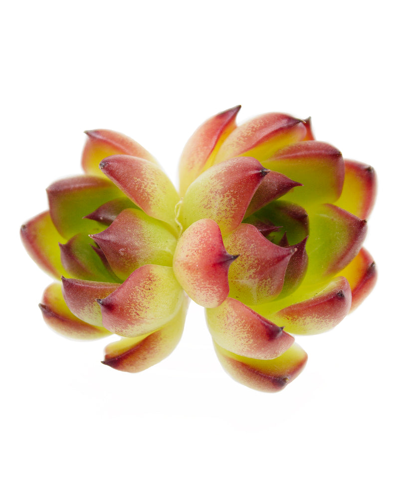 Echeveria Moonstone