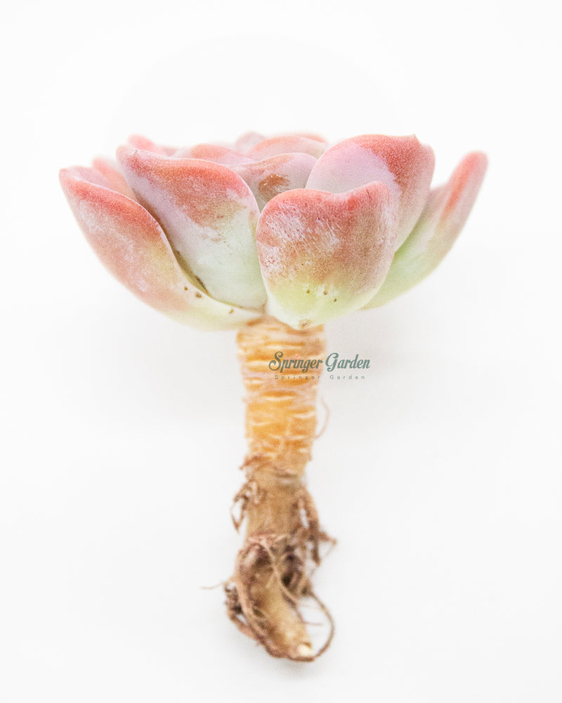 
                
                    Load image into Gallery viewer, Echeveria Orpet
                
            