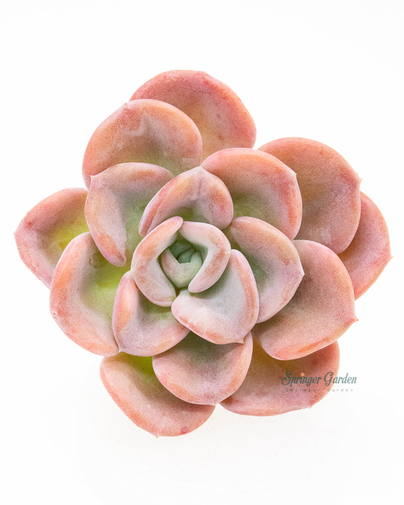 Echeveria Orpet