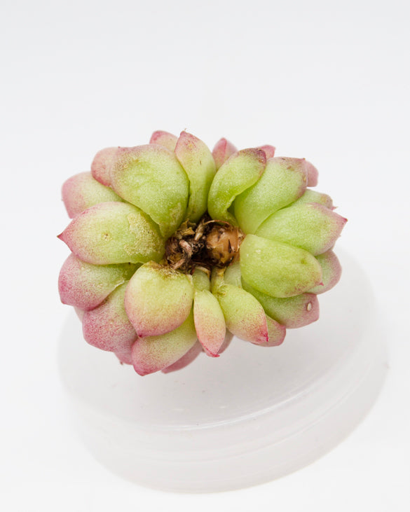 Echeveria Peachy