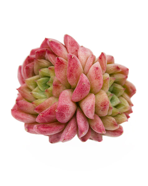 Echeveria Peachy