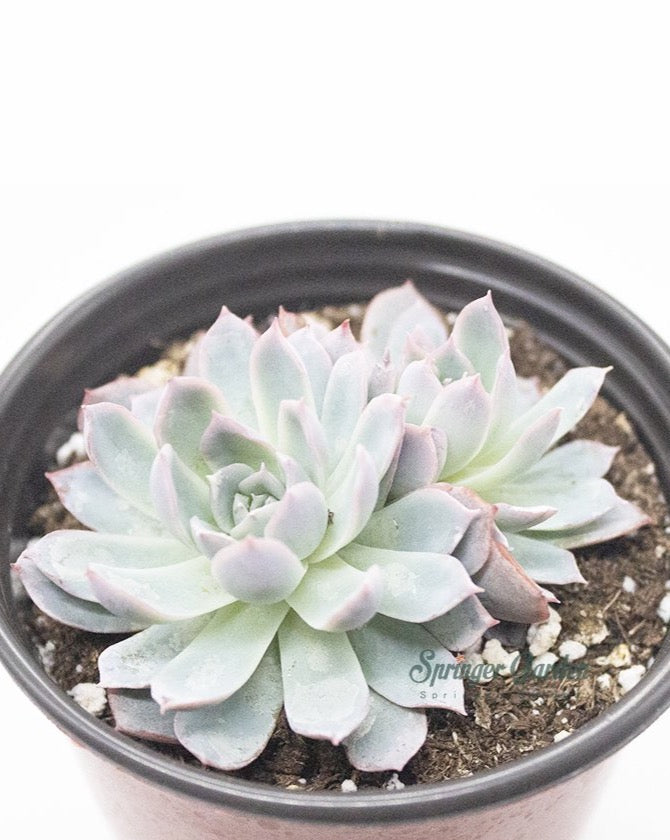 
                
                    Load image into Gallery viewer, Echeveria Peacockii &amp;#39;Desmetiana&amp;#39;
                
            
