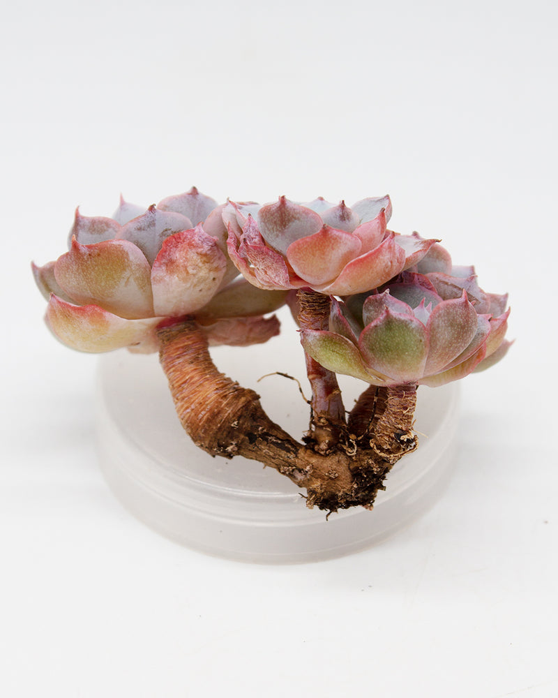 Echeveria Peacockii Subsessilis