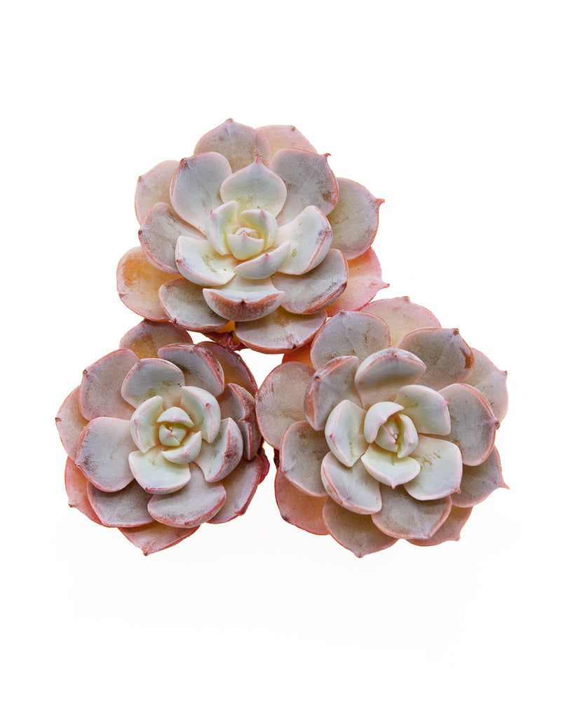 Echeveria Peacockii Subsessilis