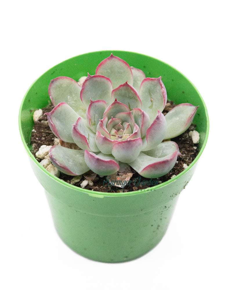 Echeveria Pulidonis