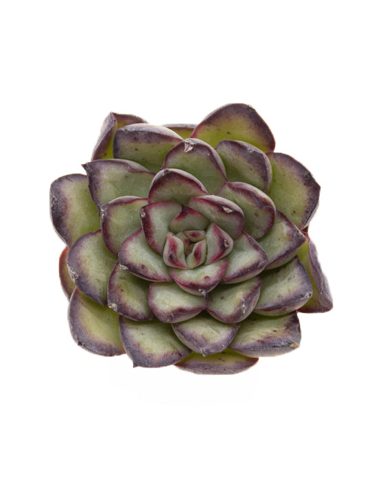 Echeveria Pulvinata