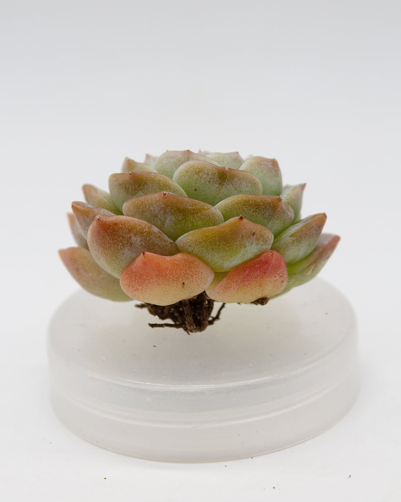 Echeveria Pure Love