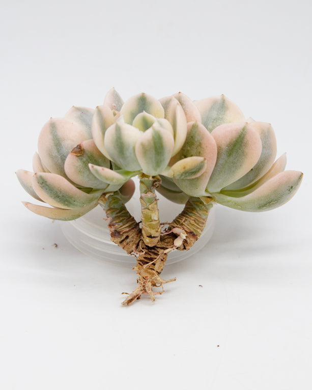 Echeveria Runyonii var. Cluster