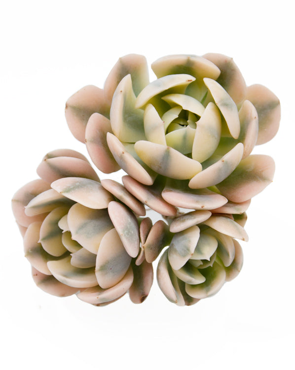 Echeveria Runyonii var. Cluster