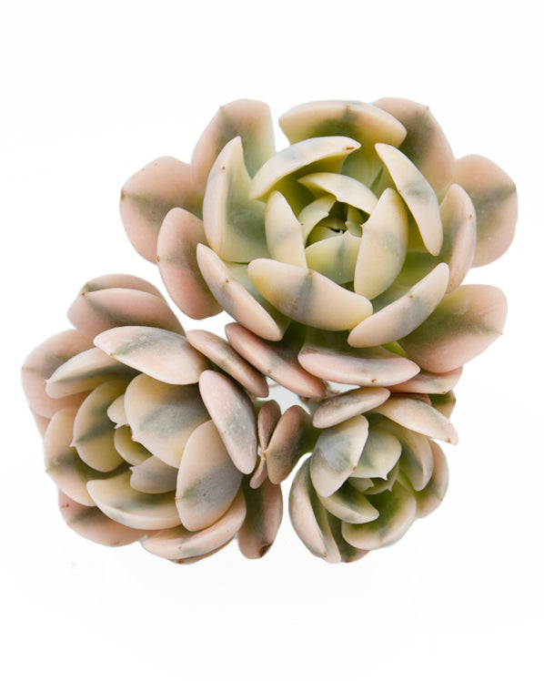 
                
                    Load image into Gallery viewer, Echeveria Runyonii var. Cluster
                
            