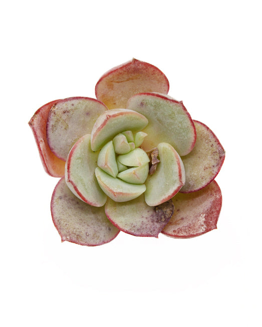 Echeveria Sbucorymbosa Lau 026